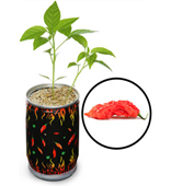 grow-world's-hottest-pepper