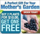 Blueberry-plants-cheap