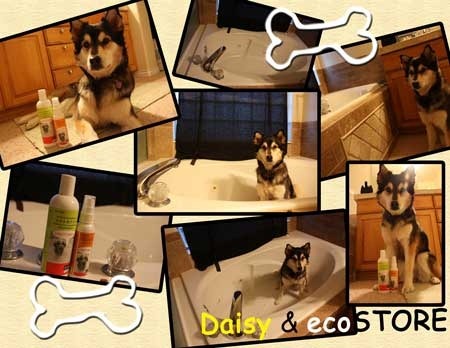 ecoSTORE-pet-products-dog