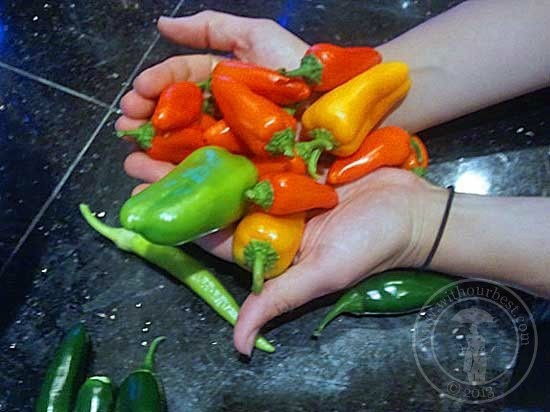 garden-crop-peppers