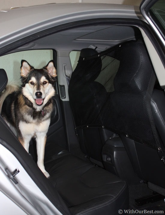 dog-in-the-backseat-of-the-