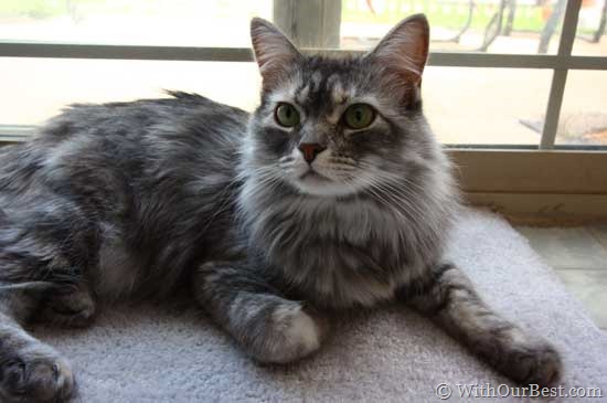 cute-grey-cat
