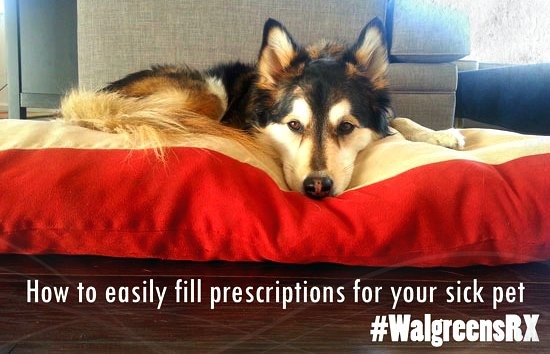 #walgreensrx-#shop-sick-pet