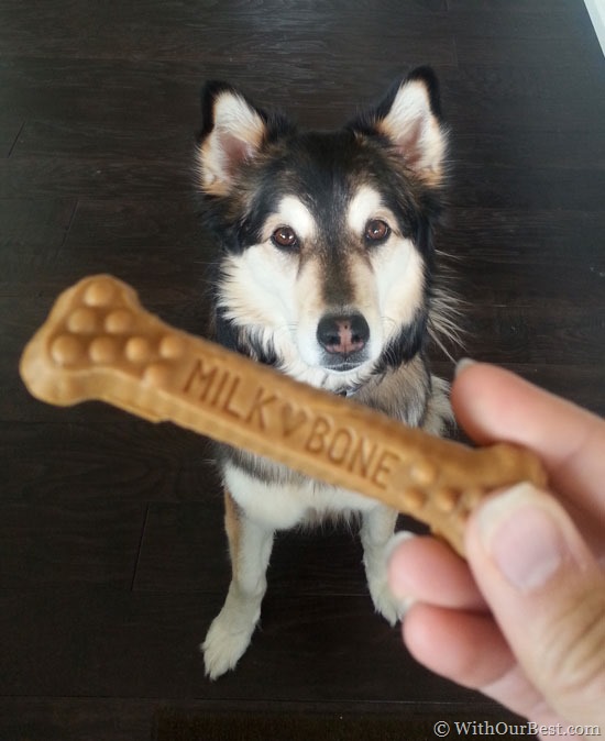 Dog-brushing-teeth-treats