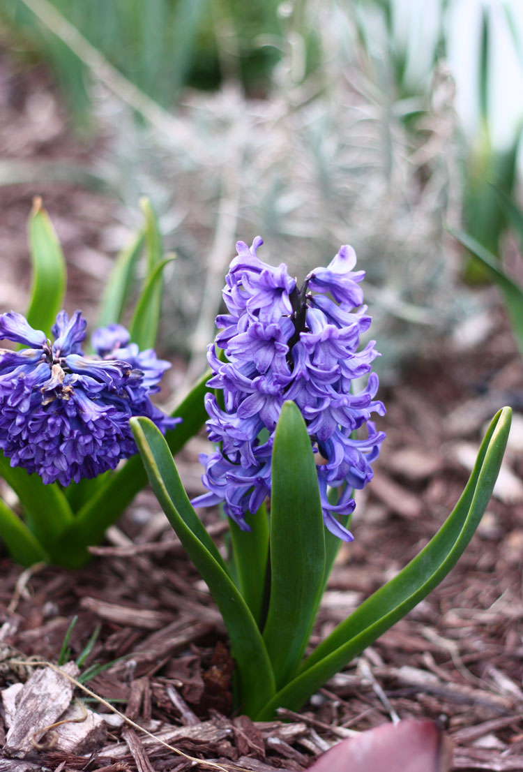Purple-Spring-Flower