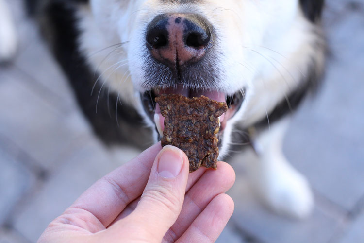 dog-eating-treat-withourbest