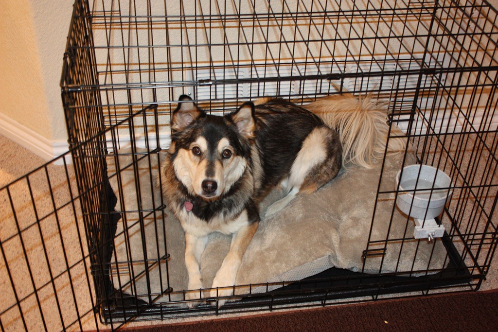 The perfect dog bed to fit our dog’s crate. - With Our Best - Denver