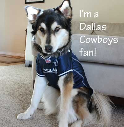 Dog-in-Dallas-jersey