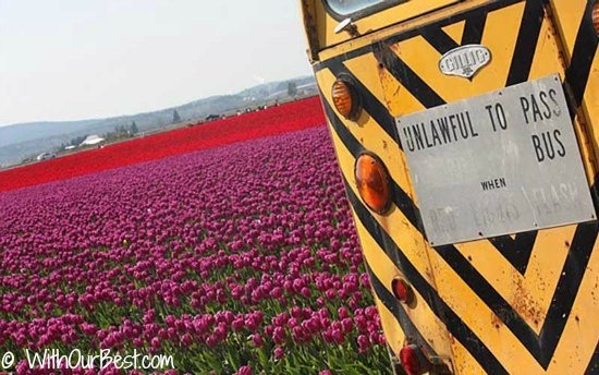 Tulips Festival Photos