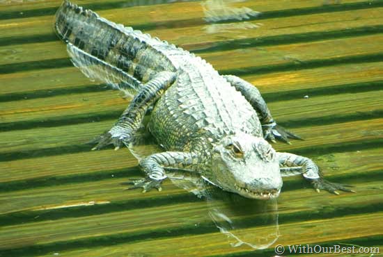 aligator-at-gatorland-flori