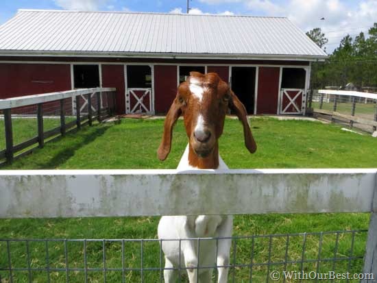 cute-goat-starring-at-me