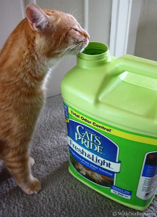 Cat’s Pride FreshandLight Cat Litter Review With Our Best Denver