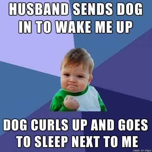 Sucess-baby-husband-dog