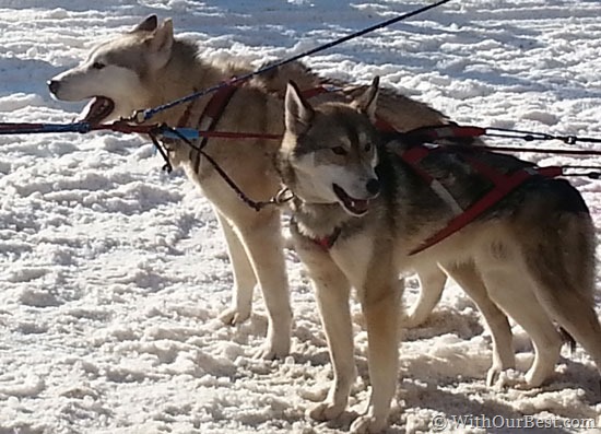 Travel-Tips-for-Iditarod