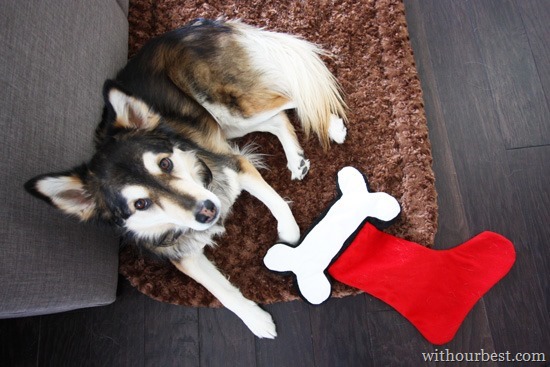 Dog-gifts-for-Christmas