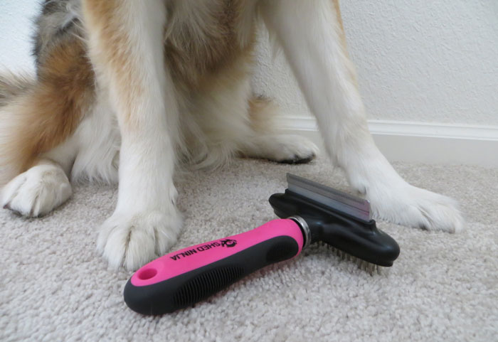 Guide-to-brushing-dog-with-