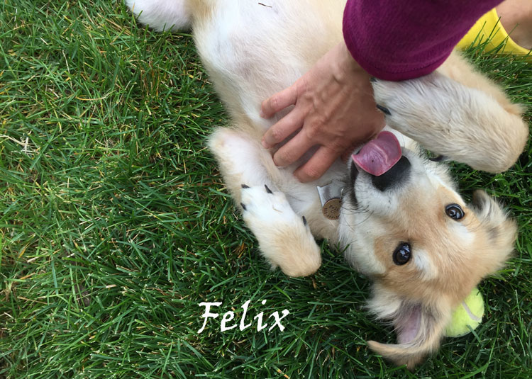 Felix-The-Dog