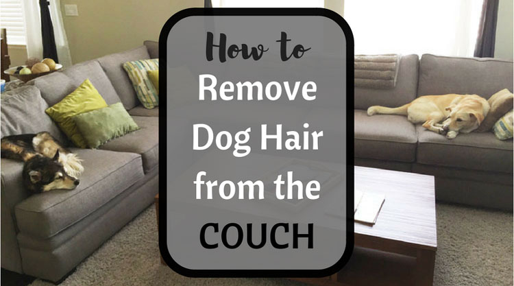 How to Remove Pet Hair from a Fabric Couch 